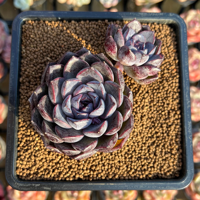 black on succulent leaves Echeveria 'Black Raccoon' 2" Succulent Plant Cutting – True Succulents Plant Co