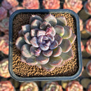 Echeveria 'Purple Stone' 2" Succulent Plant Cutting