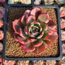 Echeveria Agavoides 'Flamenco' Variegated 2" Succulent Plant Cutting