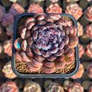 Echeveria 'Gem Stone' 2" Succulent Plant Cutting