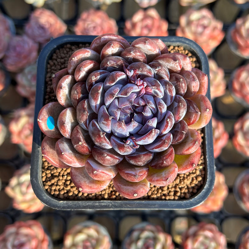 gemstone succulent Echeveria 'Gem Stone' 2" Succulent Plant Cutting – True Succulents Plant Co