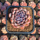 Echeveria 'Gem Stone' 2" Succulent Plant Cutting