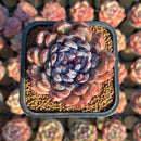 Echeveria 'Gem Stone' 2" Succulent Plant Cutting