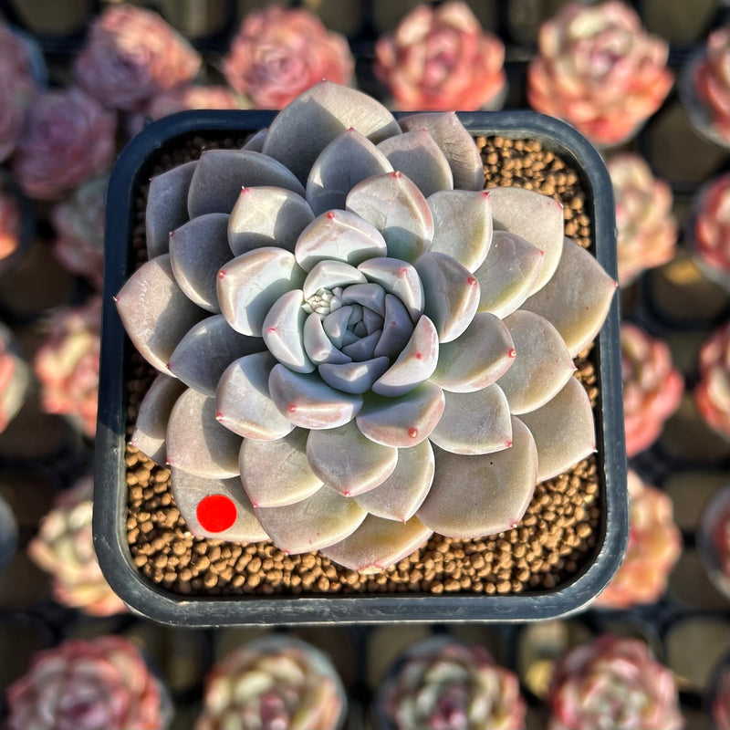 succulent stone Graptoveria 'High Stone' 2" Succulent Plant – True Succulents Plant Co