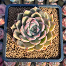 Echeveria 'Bella Rosa' 3"-4" New Hybrid Succulent Plant Cutting