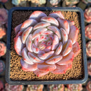 Echeveria 'Orange Monroe' 2"-3" Succulent Plant Cutting