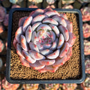 Echeveria 'Orange Monroe' 2"-3" Succulent Plant Cutting