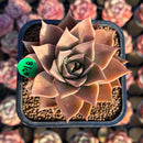Echeveria 'Sinbi Rose' 2" Air Magic Hybrid Succulent Plant Cutting