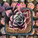 Echeveria 'Shine Bow' 2" Seed-Grown Air Magic Hybrid Succulent Plant