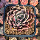 Echeveria 'Shine Bow' 2" Seed-Grown Air Magic Hybrid Succulent Plant