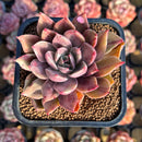 Echeveria 'Shine Bow' 2" Seed-Grown Air Magic Hybrid Succulent Plant