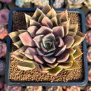 Echeveria 'Shine Bow' 2" Seed-Grown Air Magic Hybrid Succulent Plant