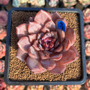 Echeveria 'Odette' 2"-3" Succulent Plant Cutting