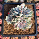 Echeveria 'Charming' Variegated 3-4" Air Magic Hybrid Succulent Plant Cutting