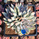 Echeveria 'Charming' Variegated 3-4" Air Magic Hybrid Succulent Plant Cutting