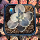 Echeveria Xichuensis 2" Succulent Plant Cutting