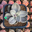 Echeveria Xichuensis 2" Succulent Plant Cutting