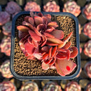 Echeveria 'Fire Ball' Crested 2" Succulent Plant Cutting