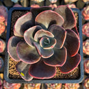 Echeveria 'Blue Metal' 3" Succulent Plant Cutting