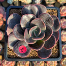 Echeveria 'Blue Metal' 3" Succulent Plant Cutting