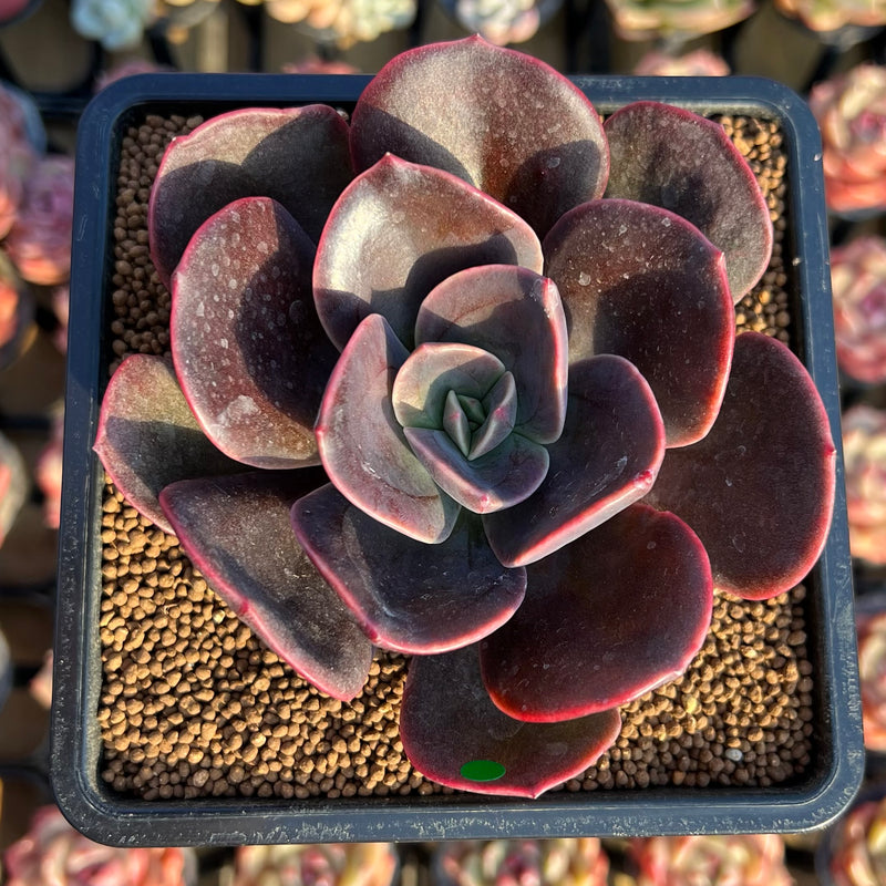succulent echeveria blue Echeveria 'Blue Metal' 3" Succulent Plant Cutting – True Succulents Plant Co