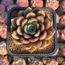 Echeveria 'Cocomo' 2" Air Magic Hybrid Succulent Plant Cutting