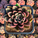 Echeveria 'Cocomo' 2" Air Magic Hybrid Succulent Plant Cutting