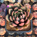 Echeveria 'Cocomo' 2" Air Magic Hybrid Succulent Plant Cutting