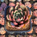 Echeveria 'Cocomo' 2" Air Magic Hybrid Succulent Plant Cutting