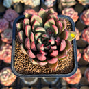 Echeveria 'Cocomo' 2" Air Magic Hybrid Succulent Plant Cutting