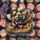 Echeveria 'Cocomo' 2" Air Magic Hybrid Succulent Plant Cutting