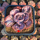 Echeveria 'Beyonce' Variegated 2"-3" Succulent Plant Cutting