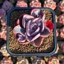 Echeveria 'Beyonce' Variegated 2"-3" Succulent Plant Cutting