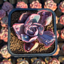 Echeveria 'Beyonce' Variegated 2"-3" Succulent Plant Cutting