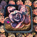 Echeveria 'Beyonce' Variegated 2"-3" Succulent Plant Cutting