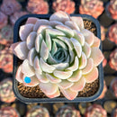 Echeveria 'Yo-Yo' 2" Succulent Plant Cutting