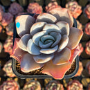 Echeveria 'Bambino' 2" Succulent Plant Cutting