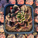 Echeveria 'Shine Valley' 2" Mutant New Air Magic Hybrid Succulent Plant Cutting