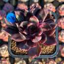 Echeveria 'Shine Valley' 2" Mutant New Air Magic Hybrid Succulent Plant Cutting