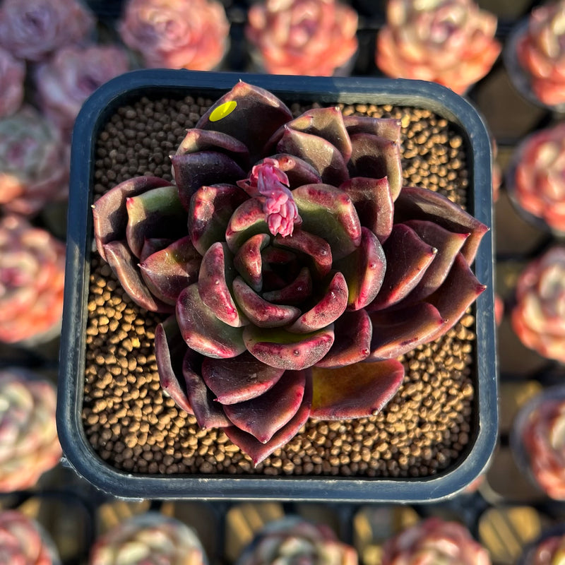 valley succulents Echeveria 'Shine Valley' 2