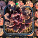 Echeveria 'Shine Valley' 2" Mutant New Air Magic Hybrid Succulent Plant Cutting
