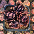 Echeveria 'Shine Valley' 2" Mutant New Air Magic Hybrid Succulent Plant Cutting