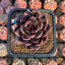 Echeveria 'Shine Valley' 2" Mutant New Air Magic Hybrid Succulent Plant Cutting