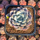 Graptoveria 'Queens Bowl' 2" Air Magic Hybrid Succulent Plant