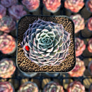 Echeveria 'Alpine' 2" Air Magic Hybrid Succulent Plant Cutting