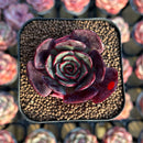 Echeveria 'Sanhong' 2" Air Magic Hybrid Succulent Plant Cutting