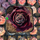 Echeveria 'Sanhong' 2" Air Magic Hybrid Succulent Plant Cutting