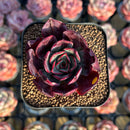 Echeveria 'Sanhong' 2" Air Magic Hybrid Succulent Plant Cutting
