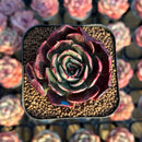 Echeveria 'Sanhong' 2" Air Magic Hybrid Succulent Plant Cutting