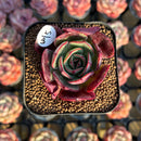 Echeveria 'Sanhong' 2" Air Magic Hybrid Succulent Plant Cutting